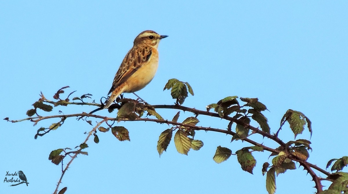 Whinchat - ML177419421