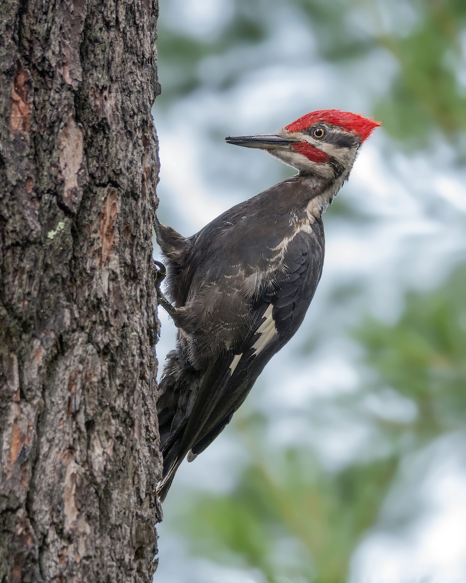 Pileated Woodpecker - ML177429691