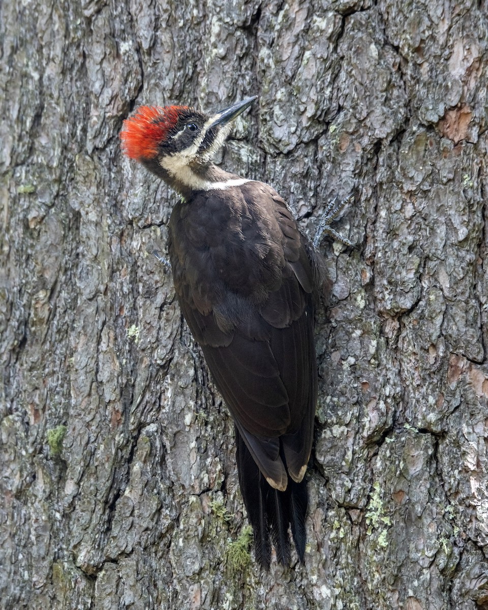Pileated Woodpecker - ML177429701