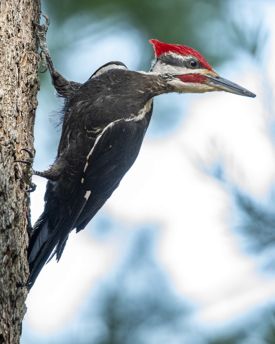Pileated Woodpecker - ML177429721