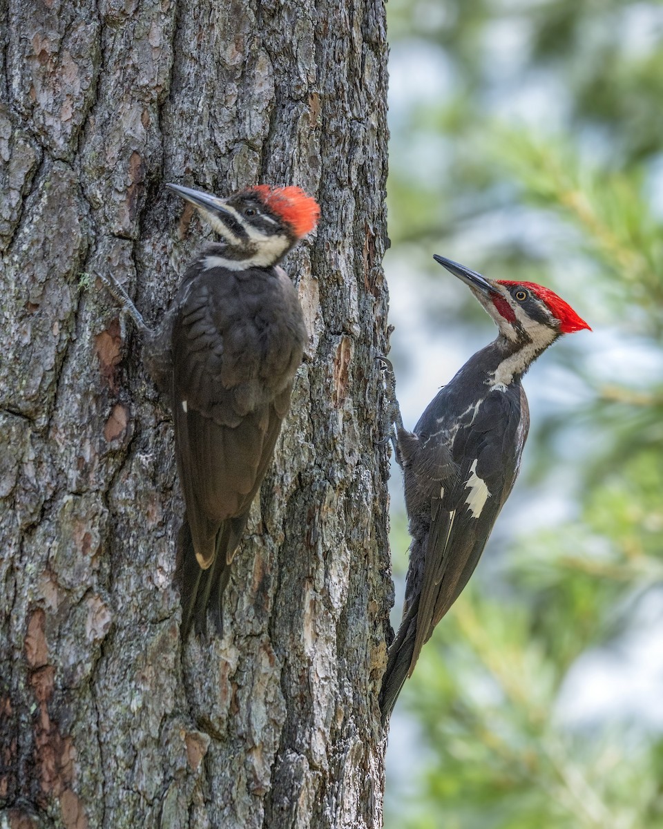 Pileated Woodpecker - Warren Lynn