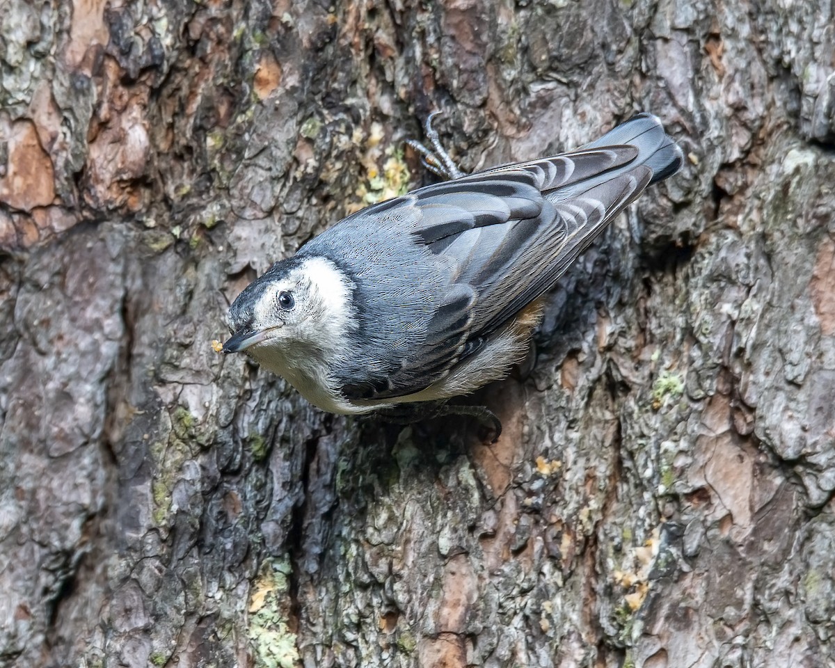 White-breasted Nuthatch - ML177430141