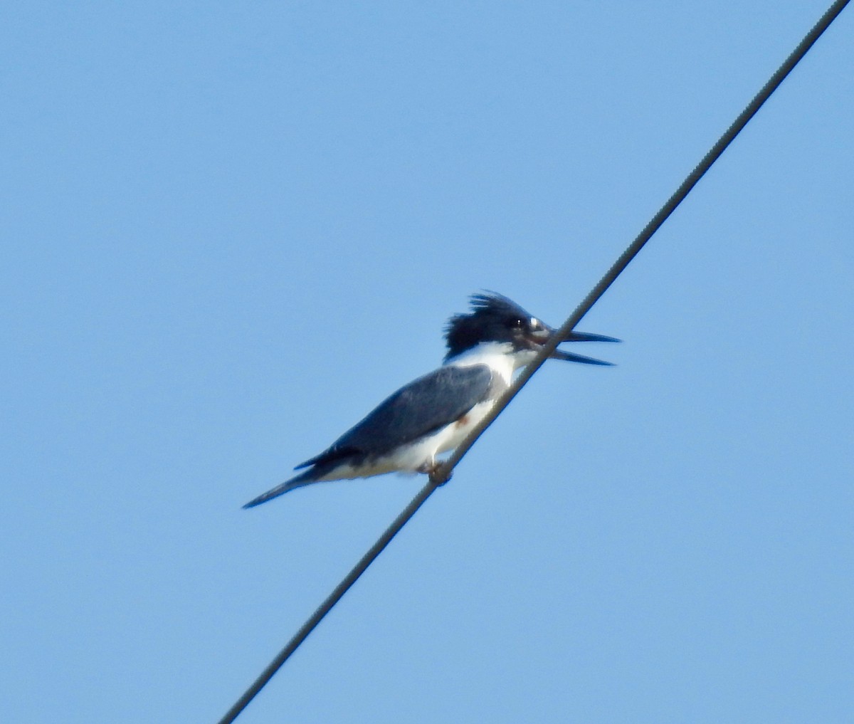 Belted Kingfisher - Van Remsen