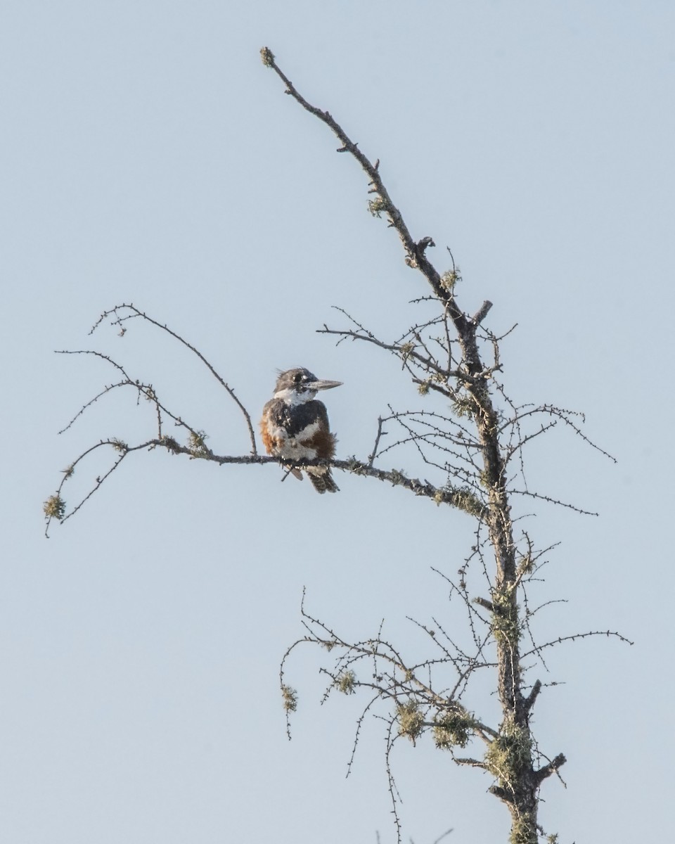 Belted Kingfisher - ML177430671