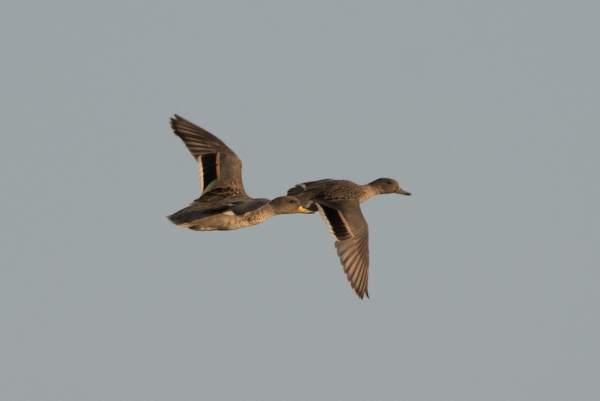 Yellow-billed Teal - Pablo Re