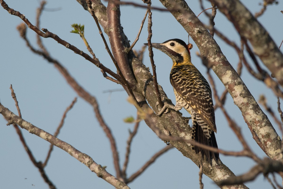 Green-barred Woodpecker - ML177433081