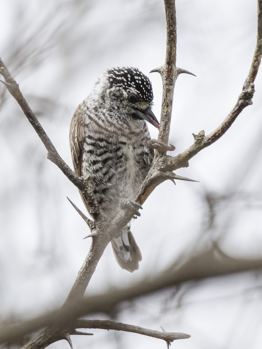 White-barred Piculet - ML177433961