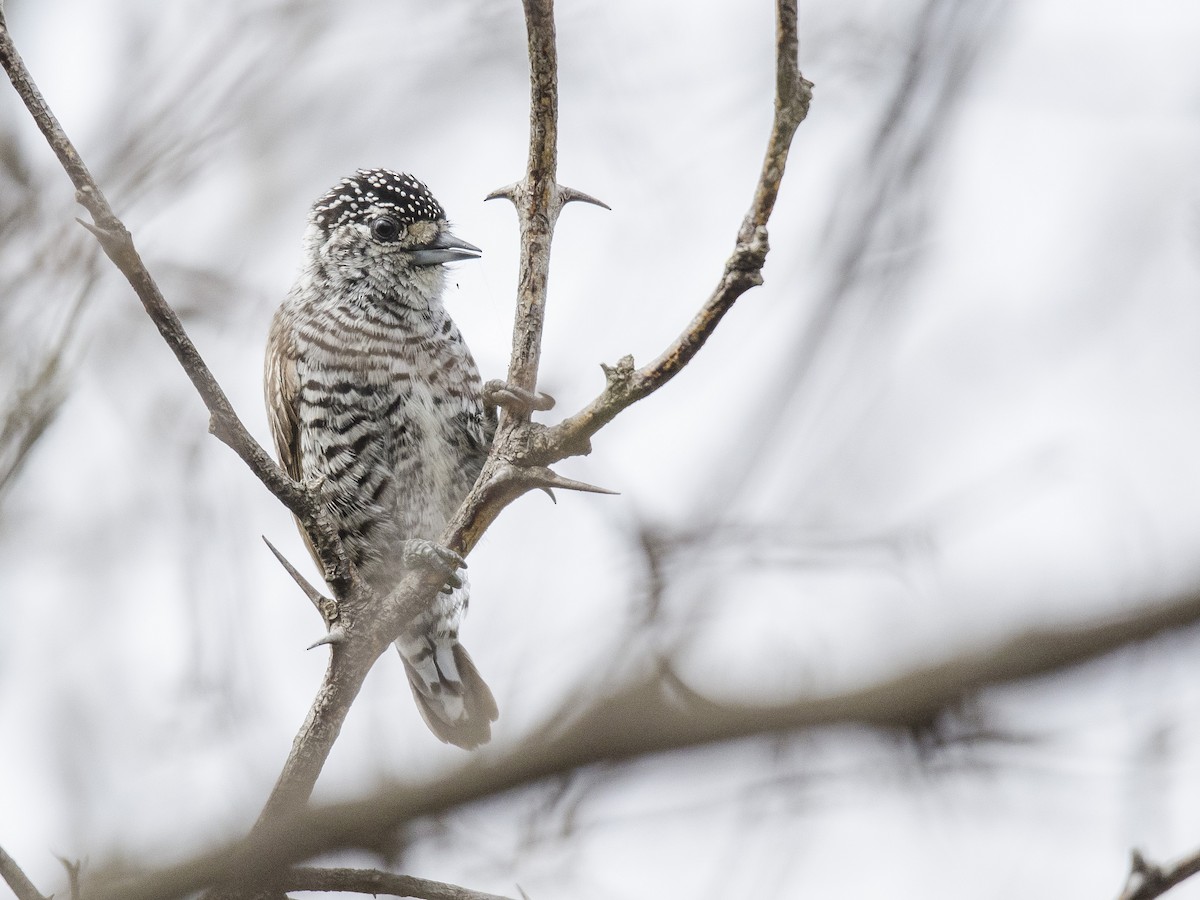 White-barred Piculet - ML177433991