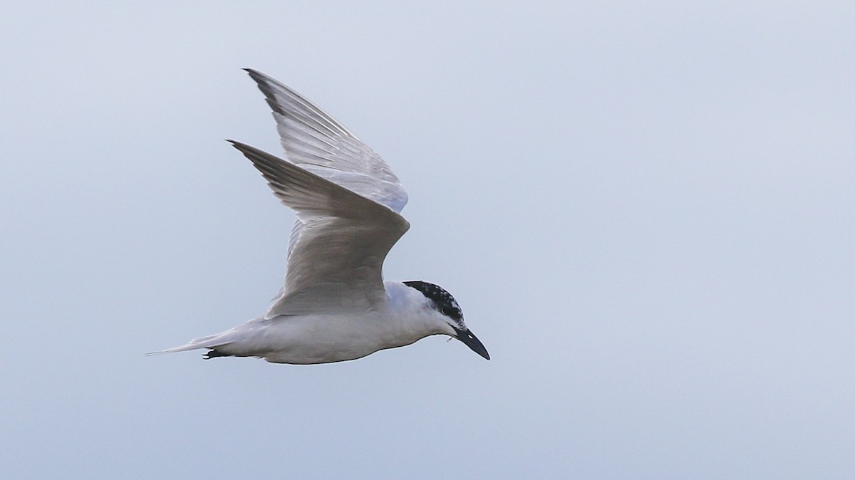 Gull-billed Tern - Harry Scarth