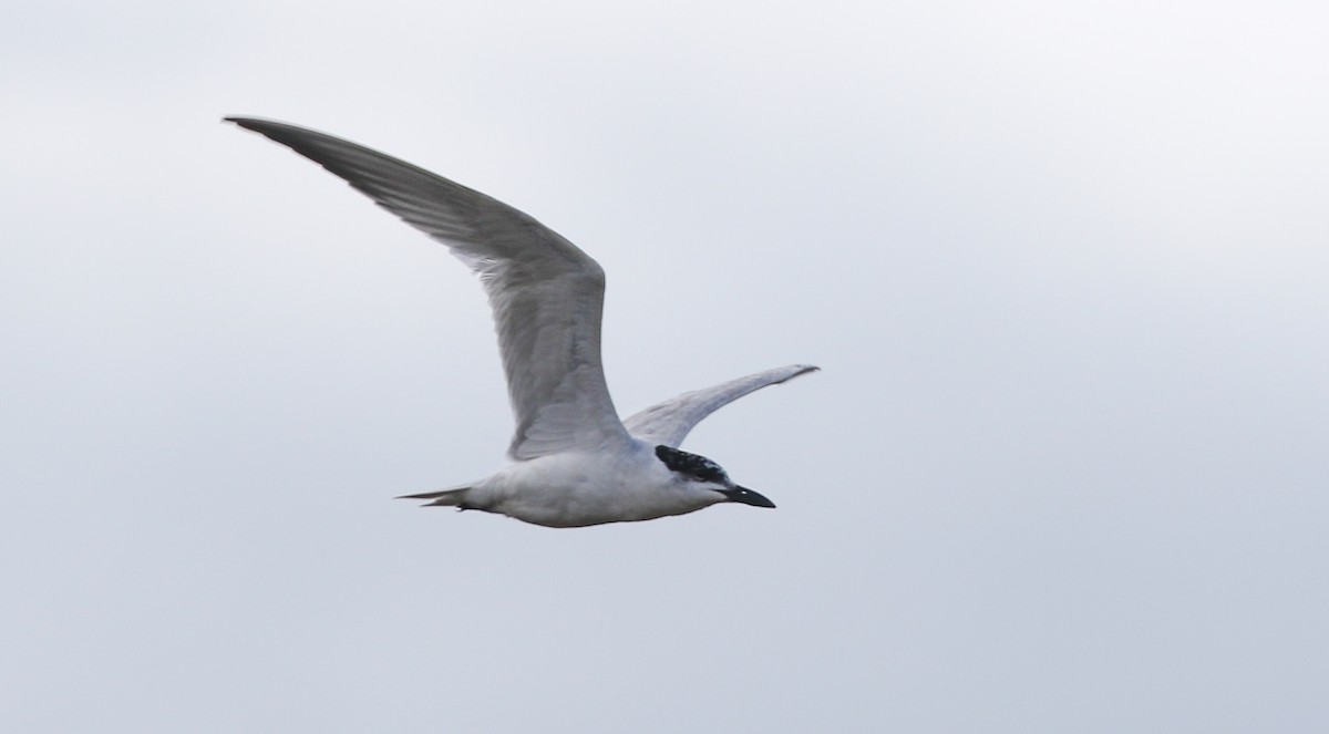 Gull-billed Tern (Gull-billed) - Harry Scarth