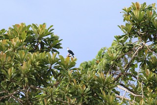 Pied Cuckoo-Dove, ML177436791