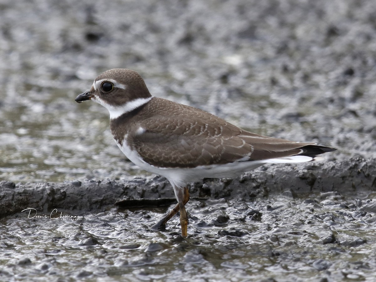 Semipalmated Plover - ML177437441