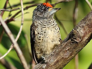  - White-bellied Piculet