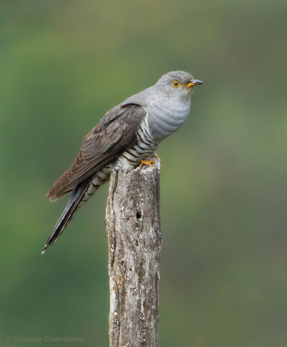 Himalayan Cuckoo - Sandeep  Chakraborty