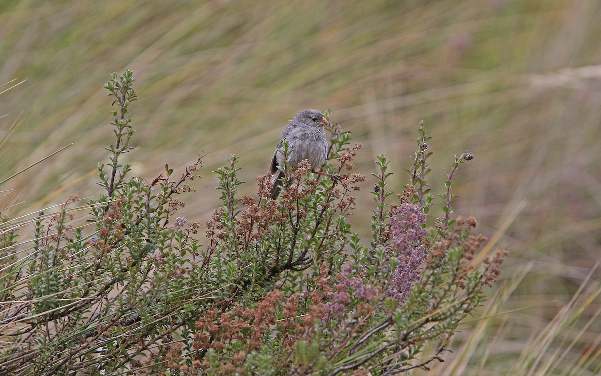 Plain-colored Seedeater - ML177441901