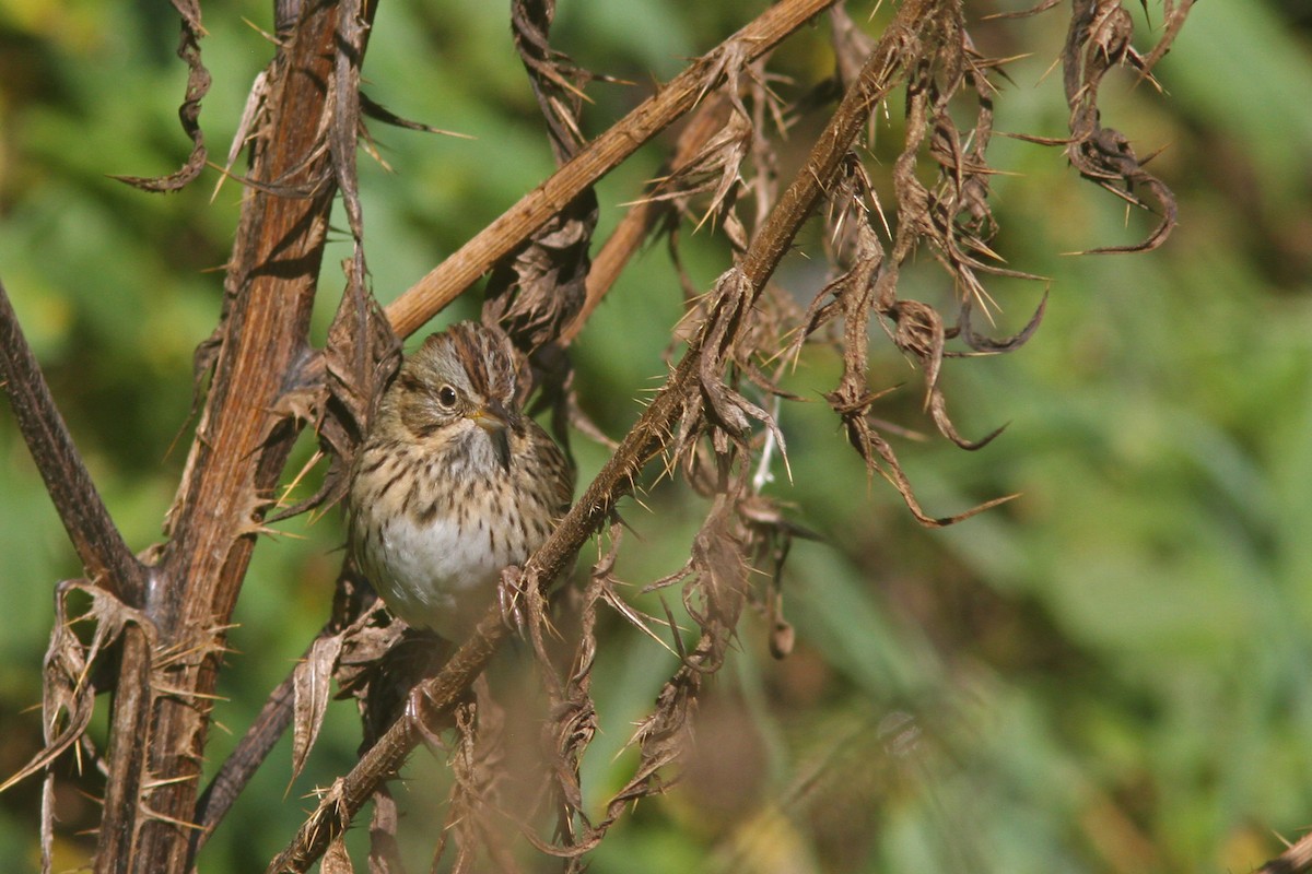 Lincoln's Sparrow - Larry Therrien