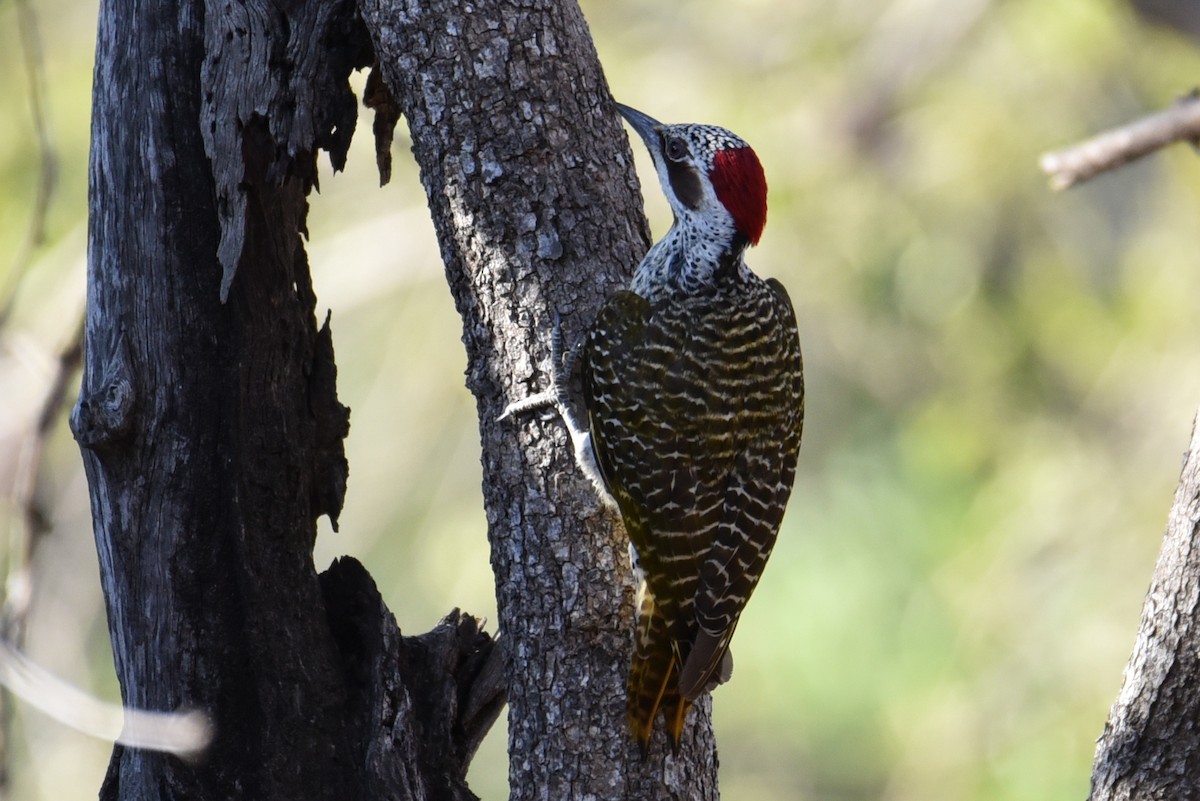 Bennett's Woodpecker - ML177444071