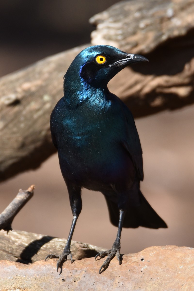 Greater Blue-eared Starling - ML177444661