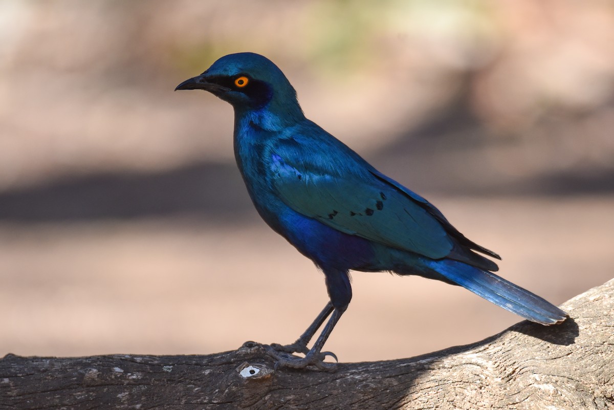 Greater Blue-eared Starling - ML177444671
