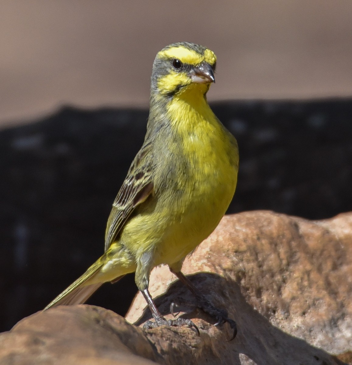 Yellow-fronted Canary - ML177444731