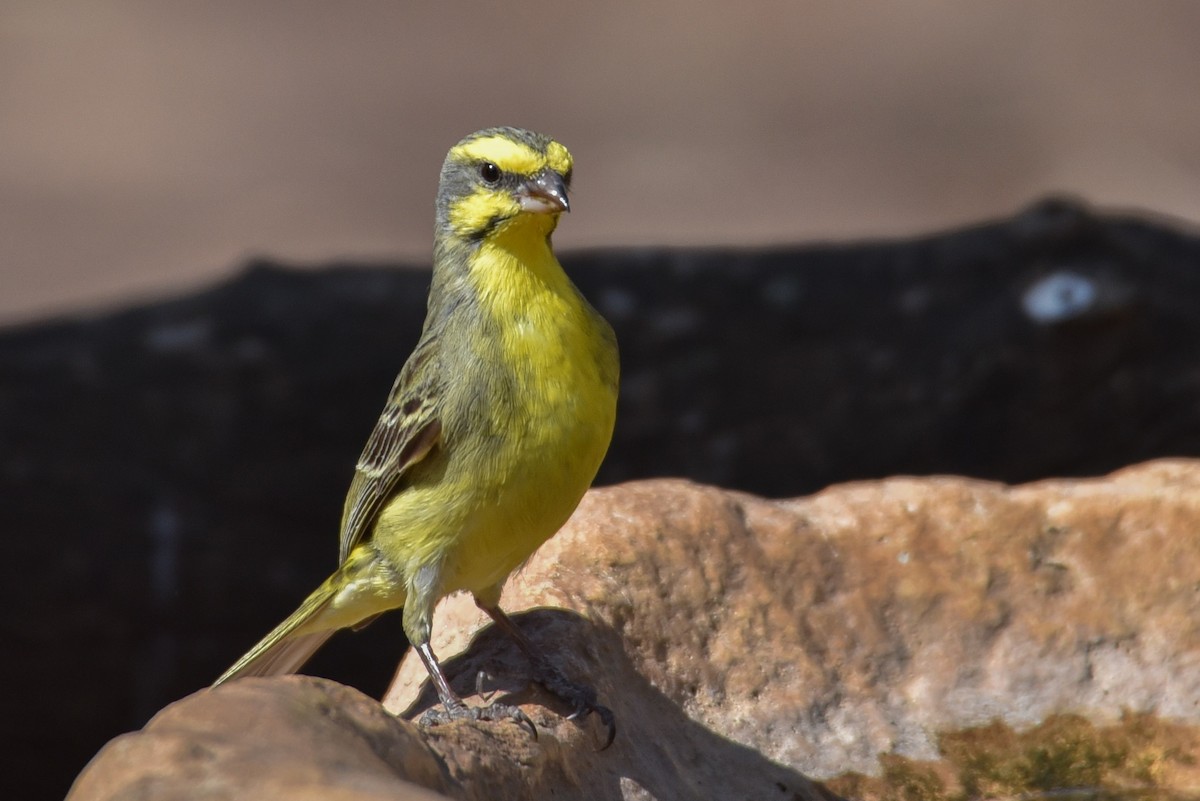 Yellow-fronted Canary - ML177444771