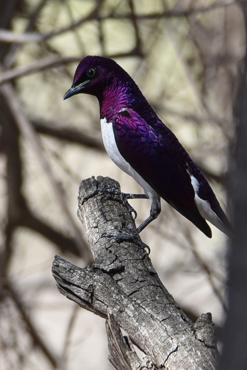 Violet-backed Starling - ML177444821