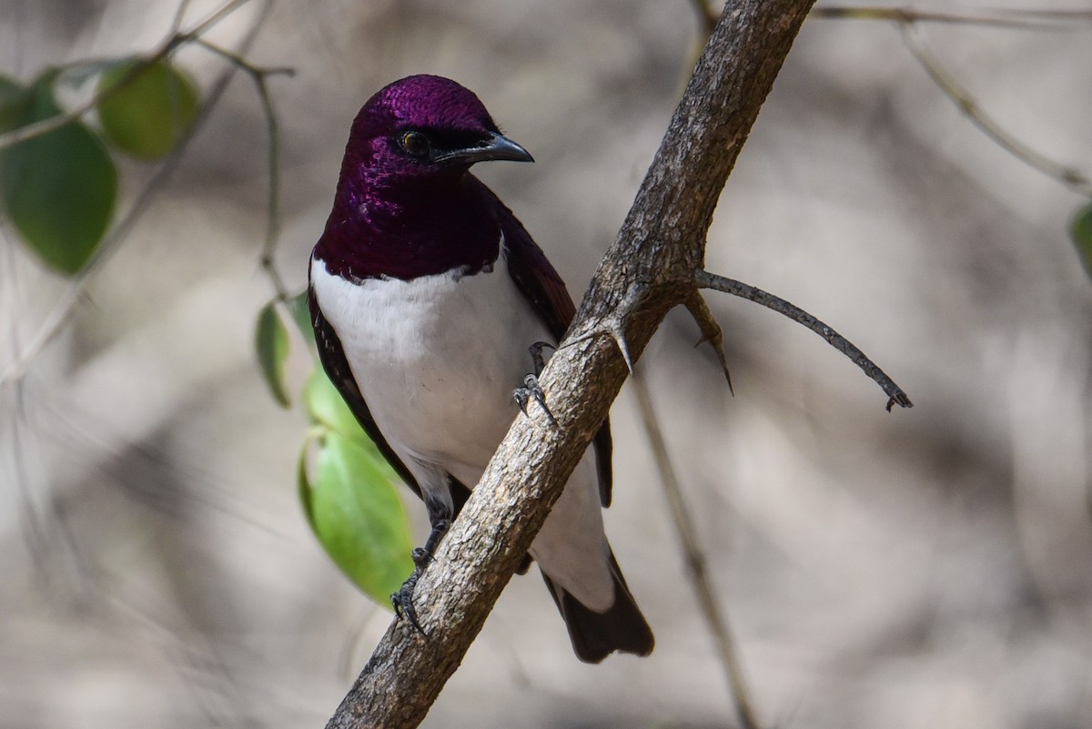 Violet-backed Starling - ML177444841