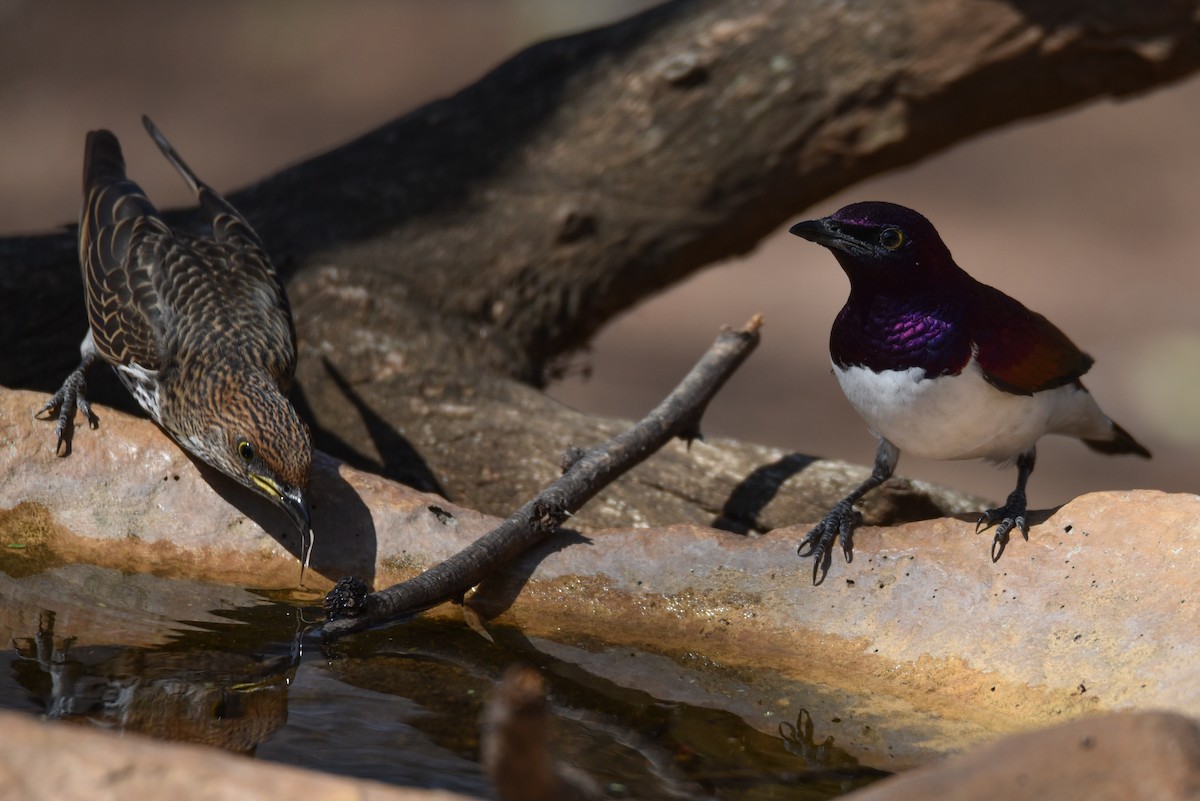 Violet-backed Starling - ML177444871