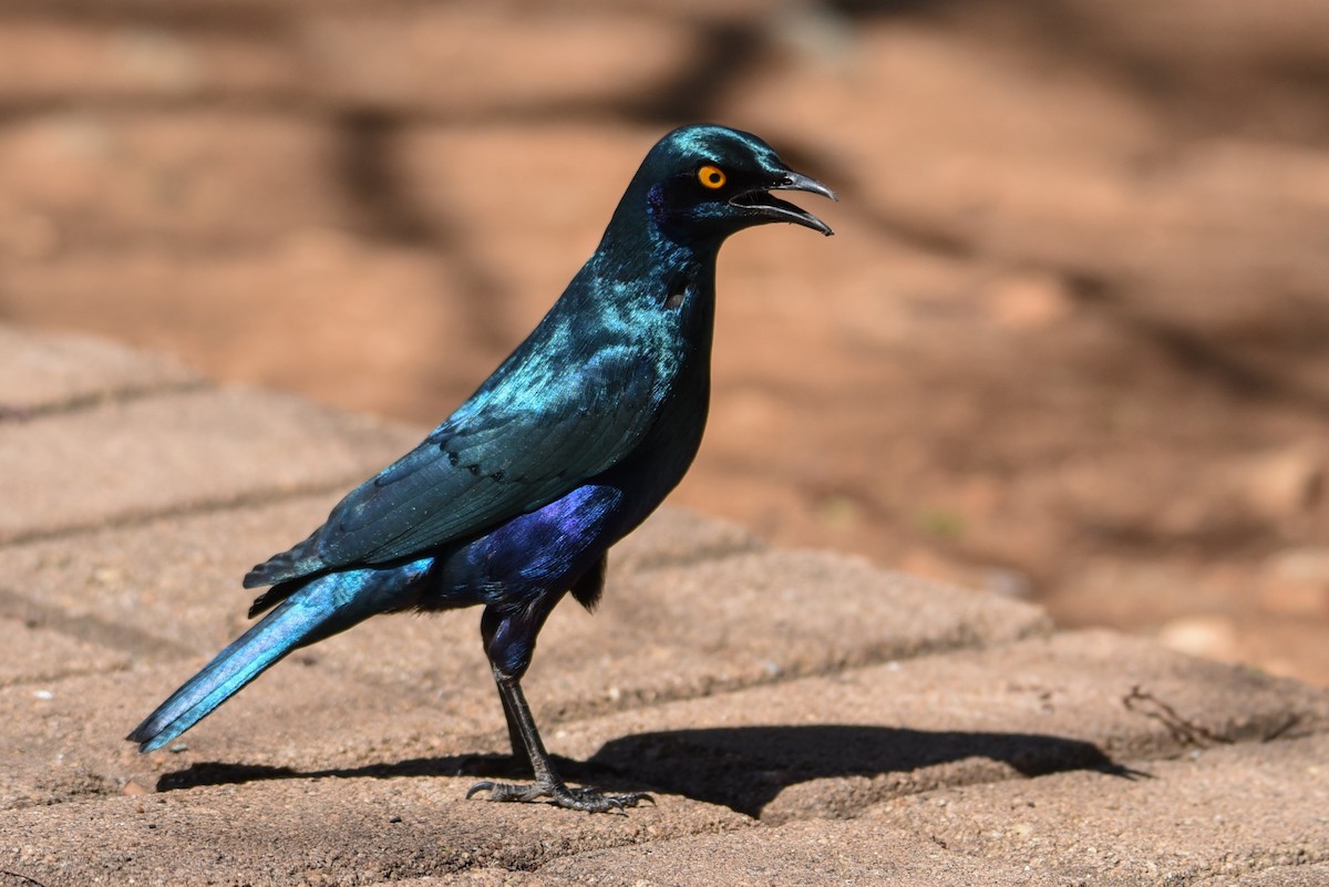 Greater Blue-eared Starling - ML177444911