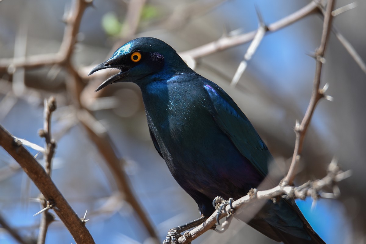 Greater Blue-eared Starling - ML177445001