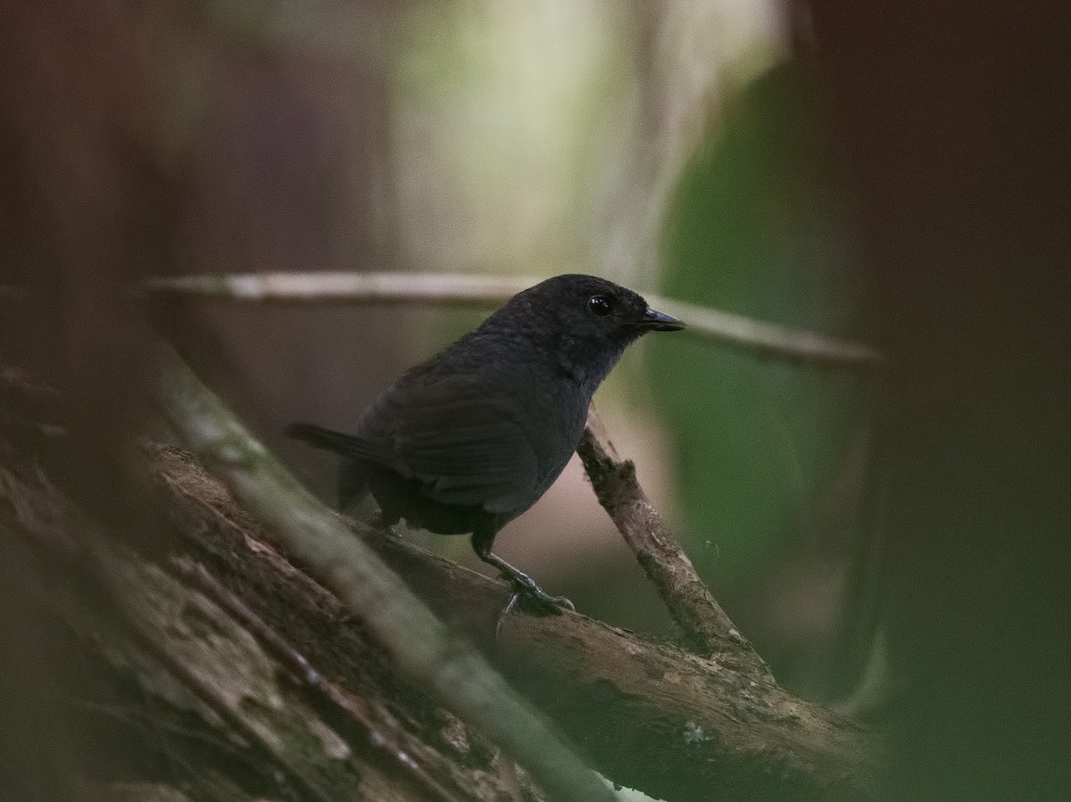 White-crowned Tapaculo - ML177446771