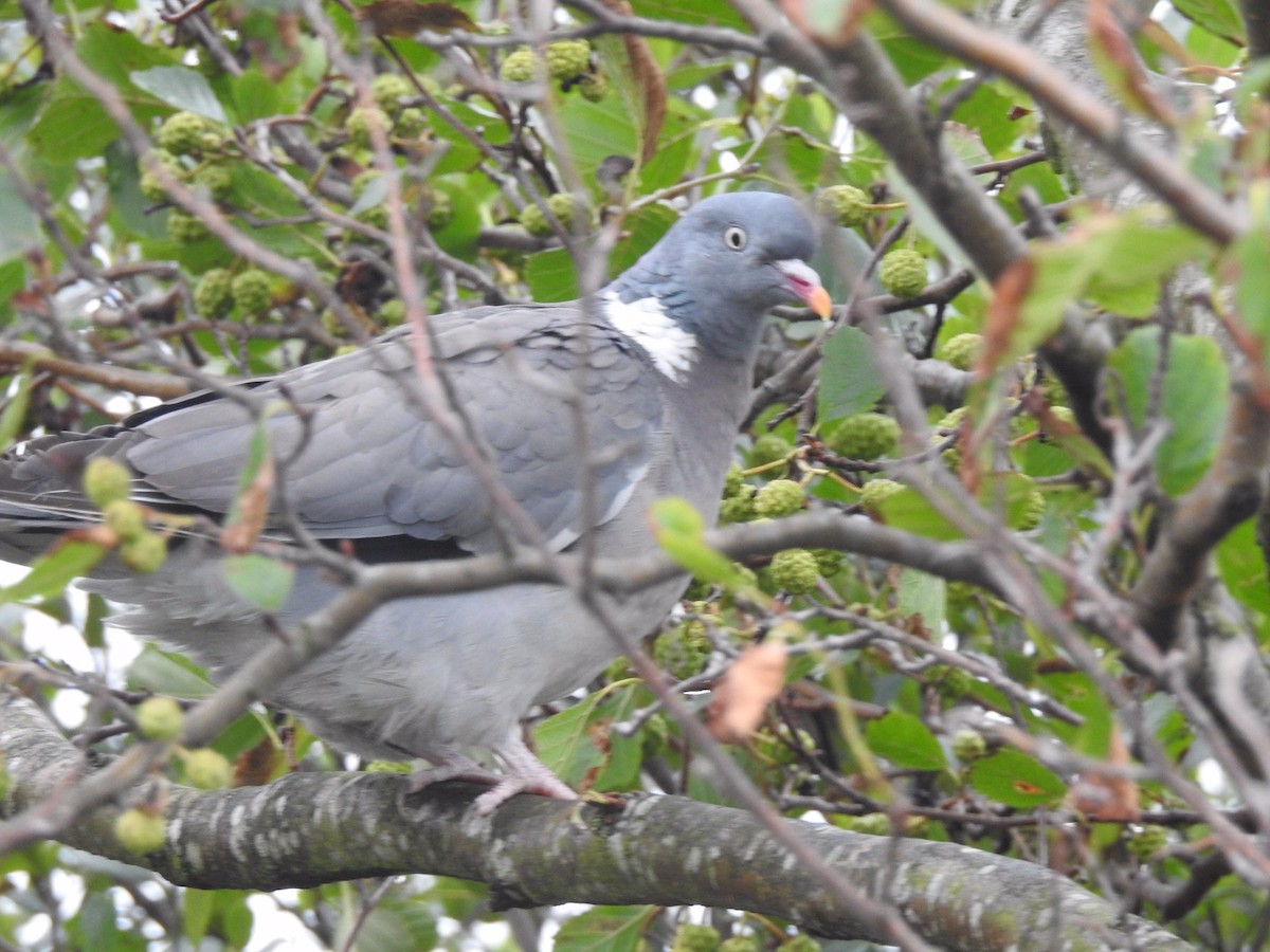 Common Wood-Pigeon - ML177447441