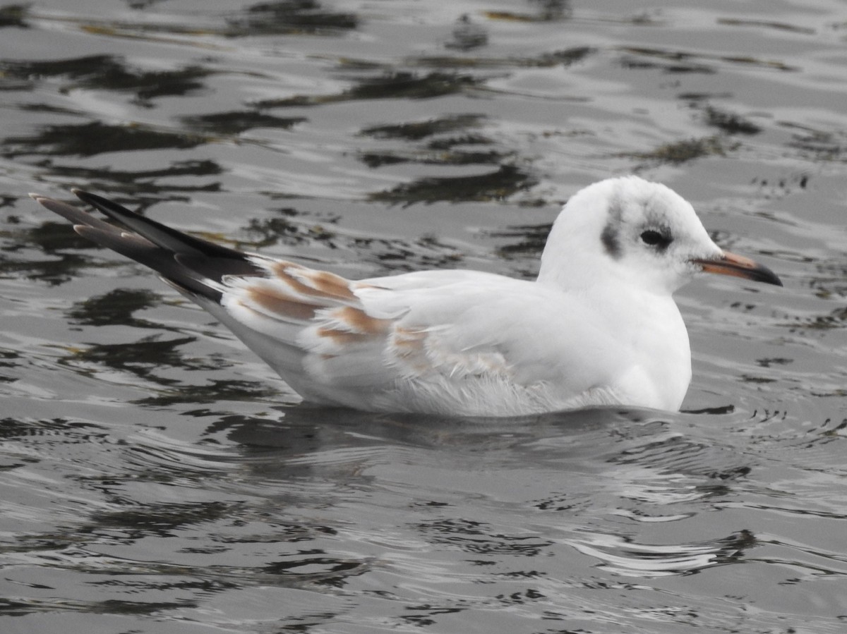 Mouette rieuse - ML177447581