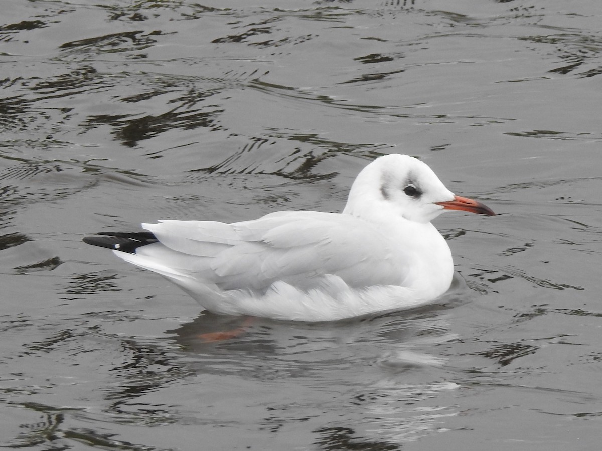 Mouette rieuse - ML177447621