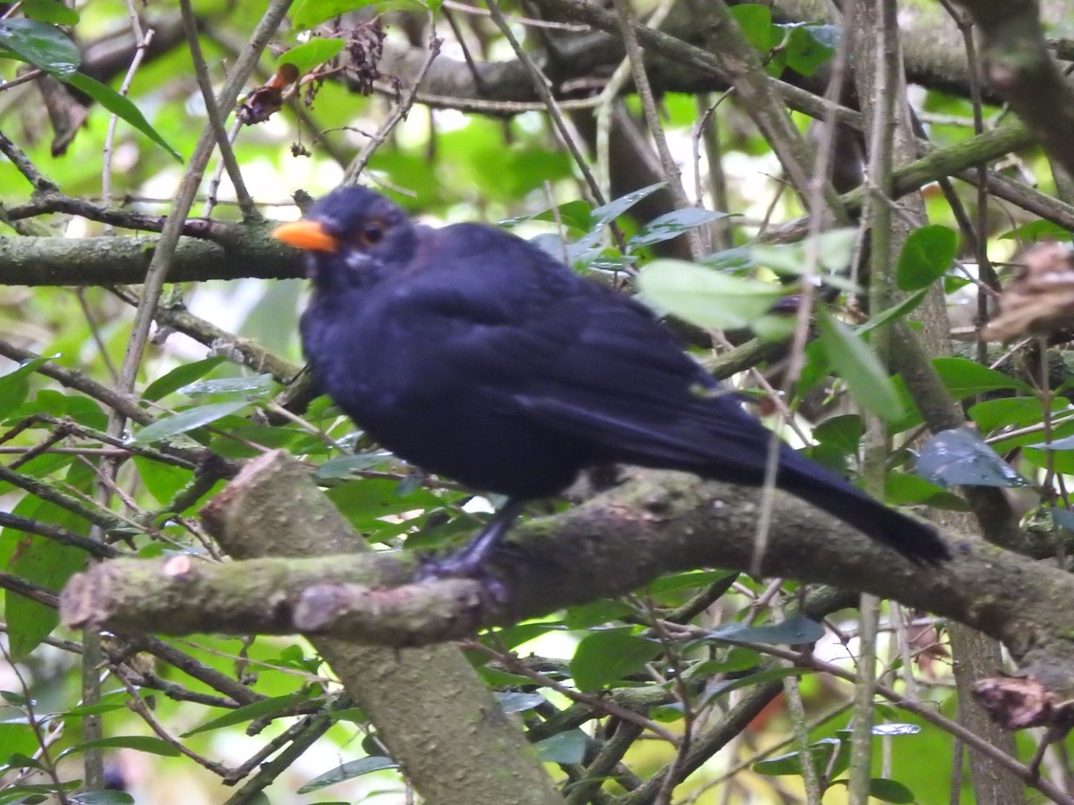 Eurasian Blackbird - ML177447761