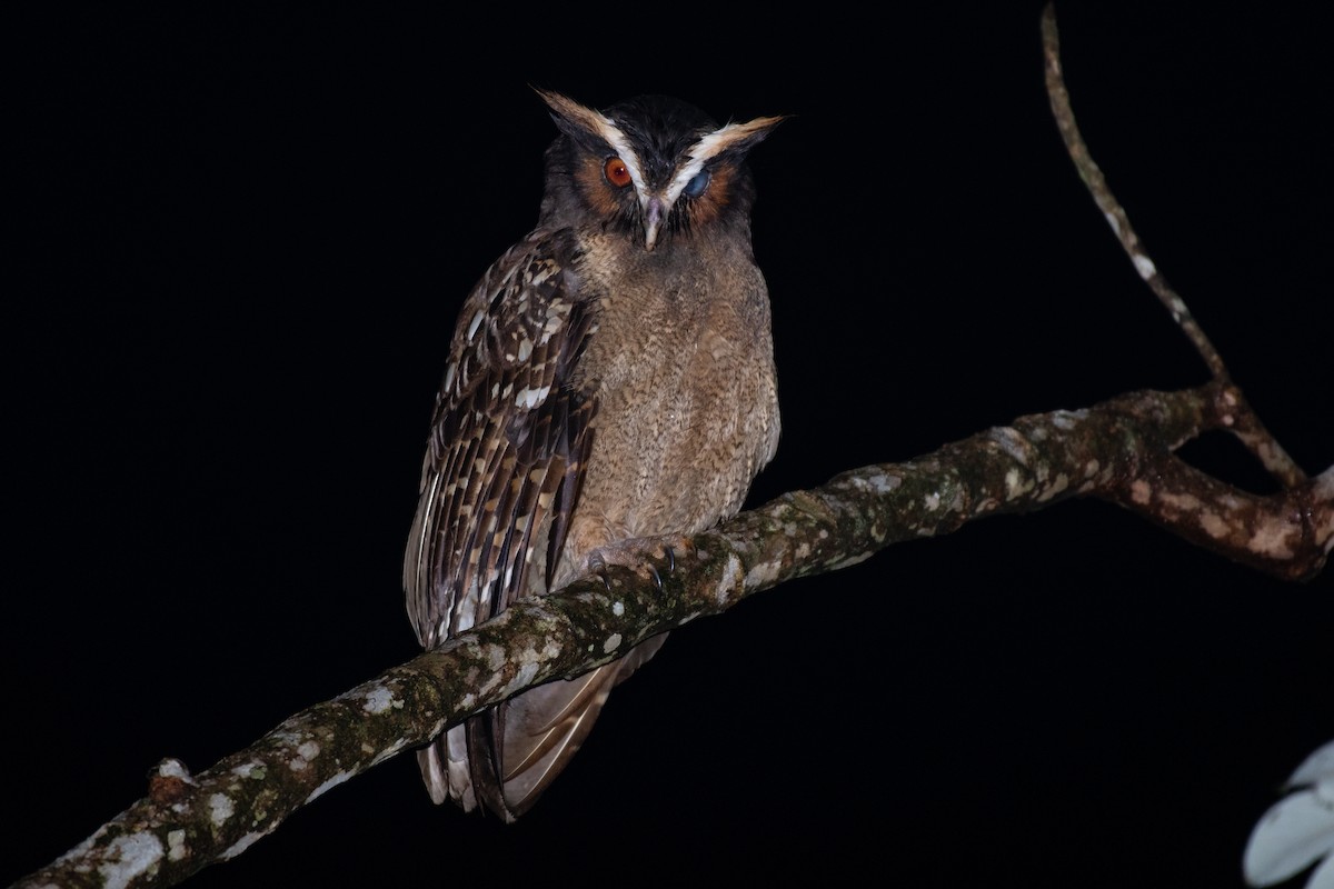 Crested Owl - ML177447931