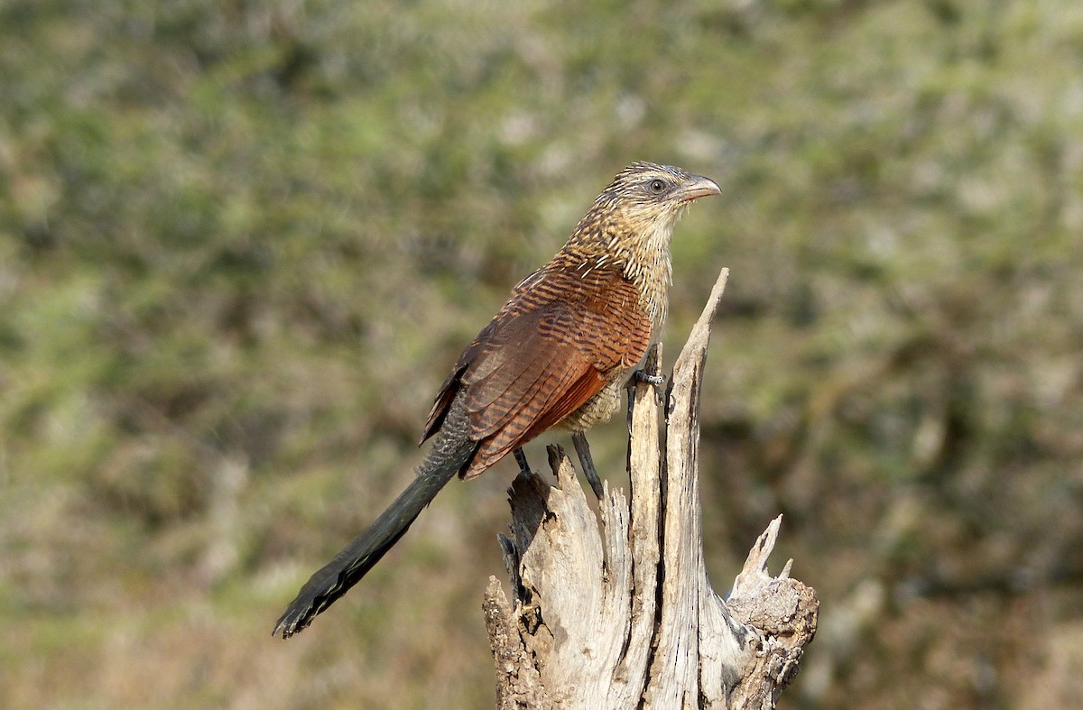 White-browed Coucal - ML177450011