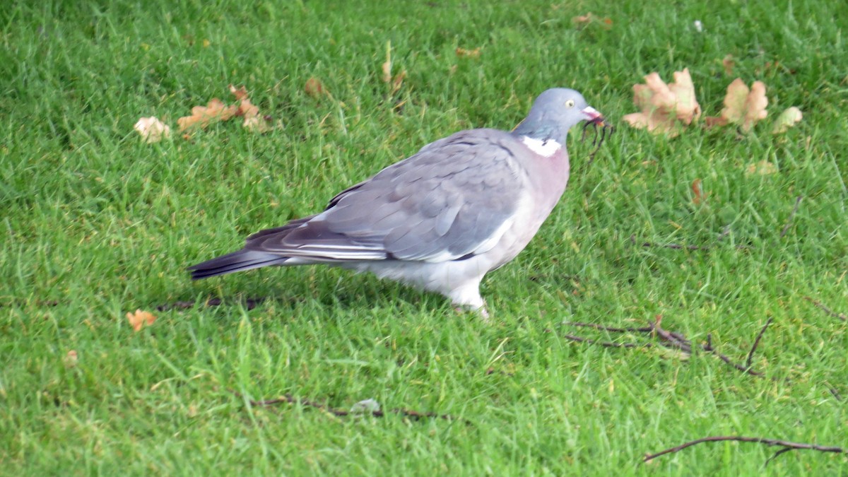 Common Wood-Pigeon - ML177451741