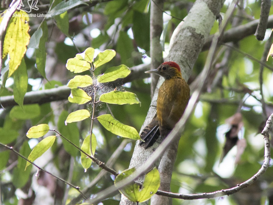 Golden-collared Woodpecker - Silvia Faustino Linhares