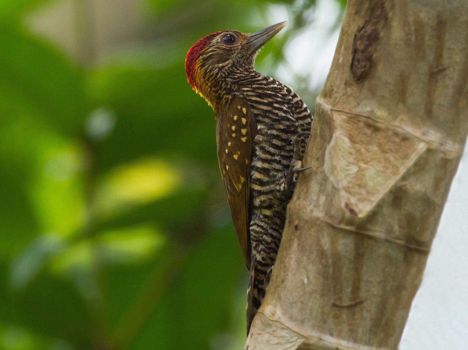 Golden-collared Woodpecker - Leon Moore
