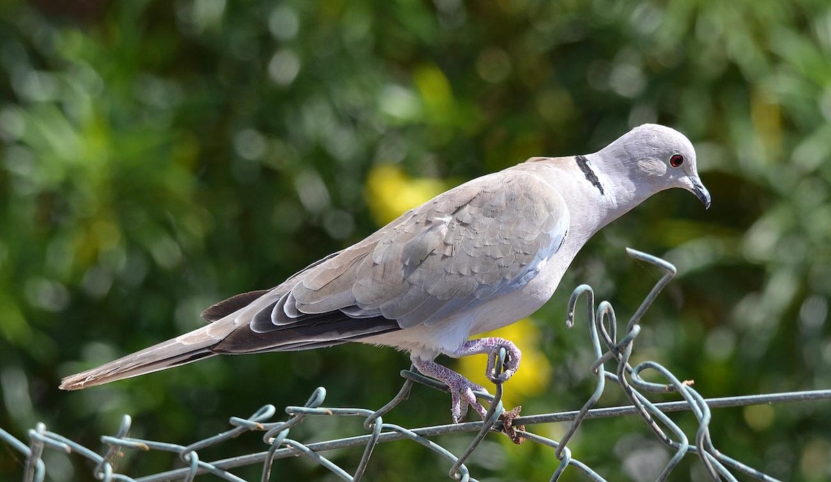 African Collared-Dove - ML177452691