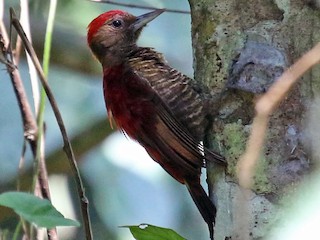  - Blood-colored Woodpecker