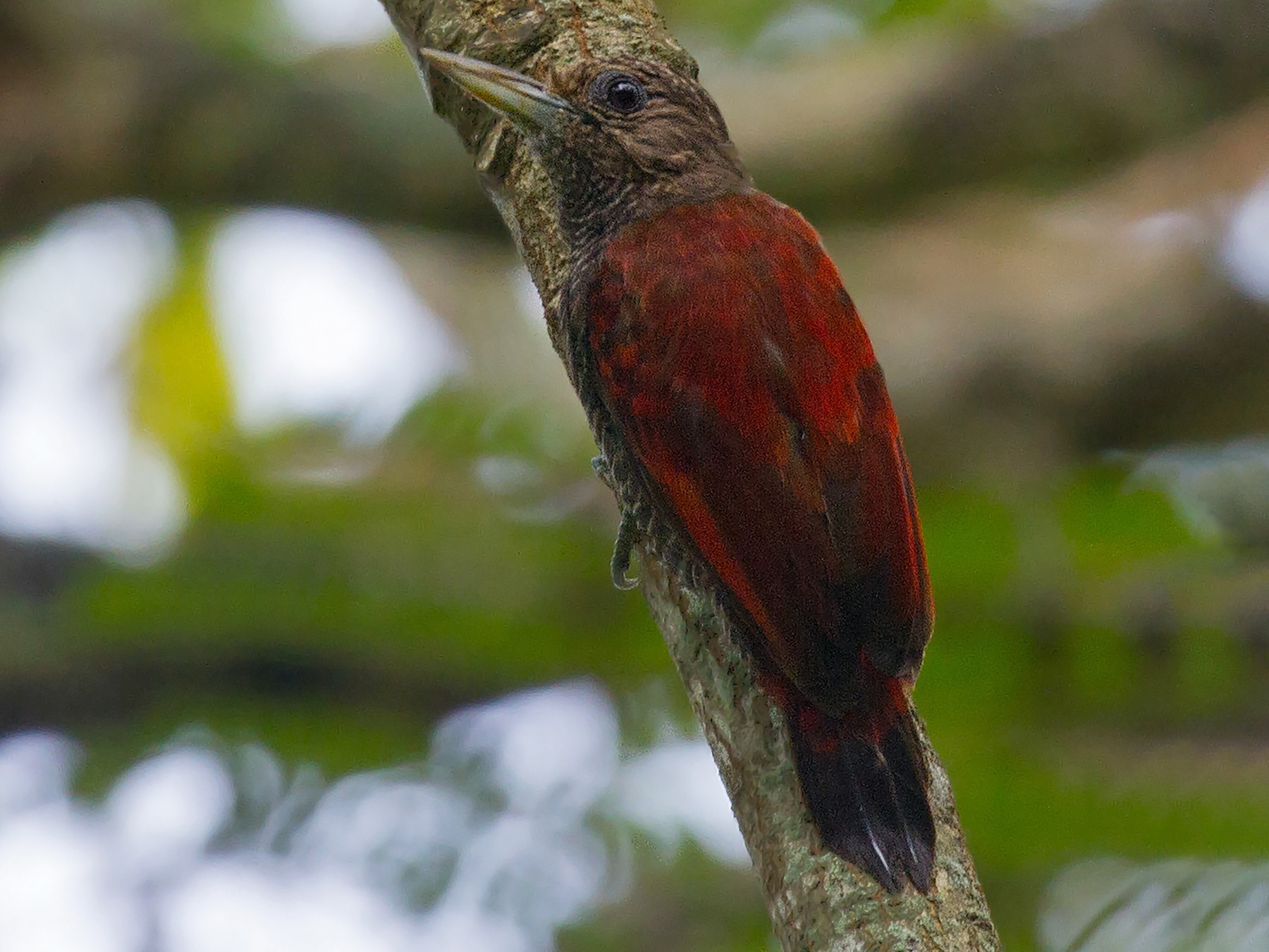 Blood-colored Woodpecker - Leon Moore