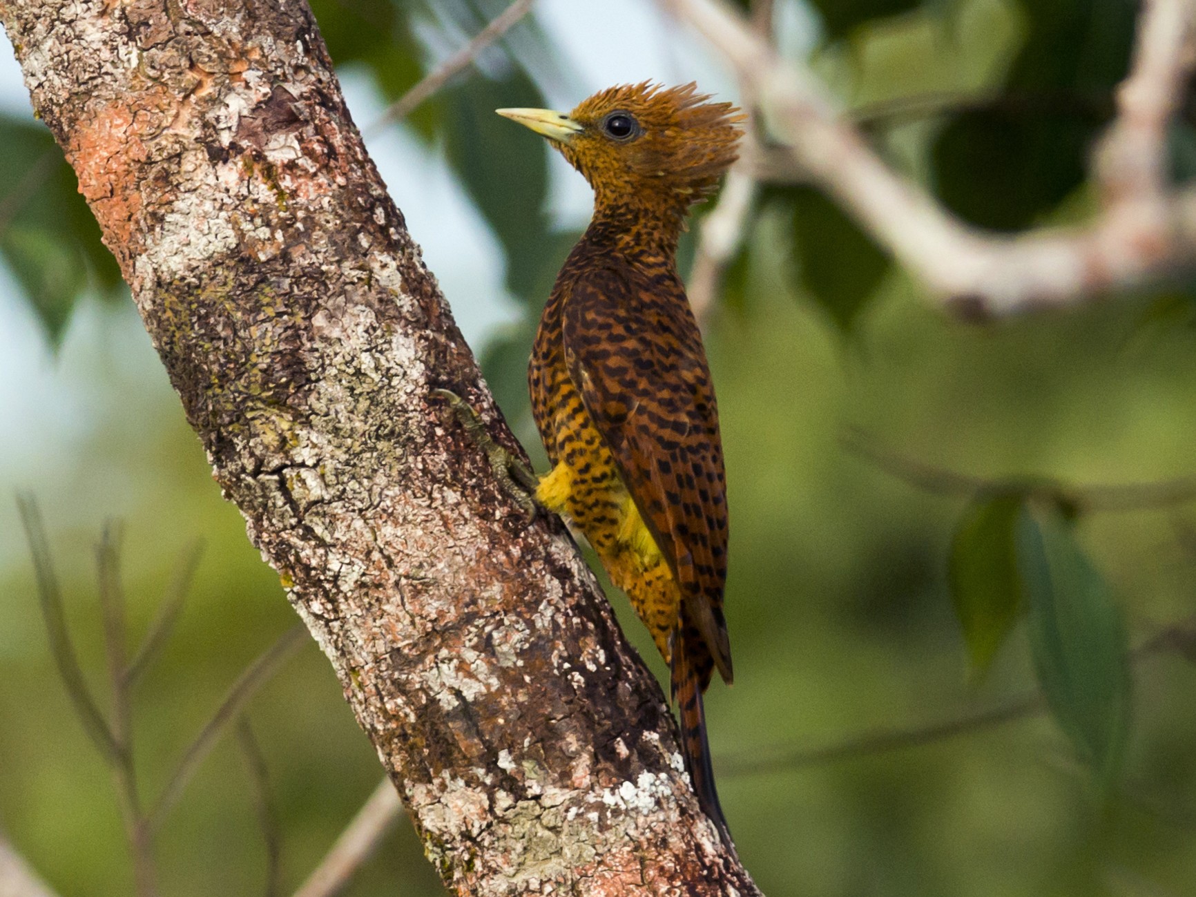 Waved Woodpecker - Claudia Brasileiro