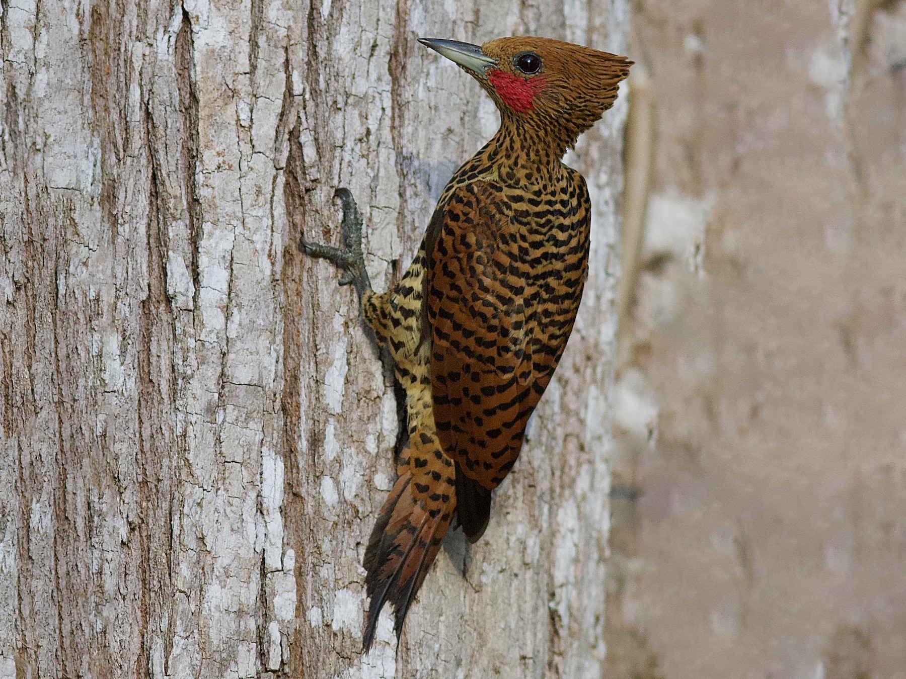 Waved Woodpecker - Luiz Matos