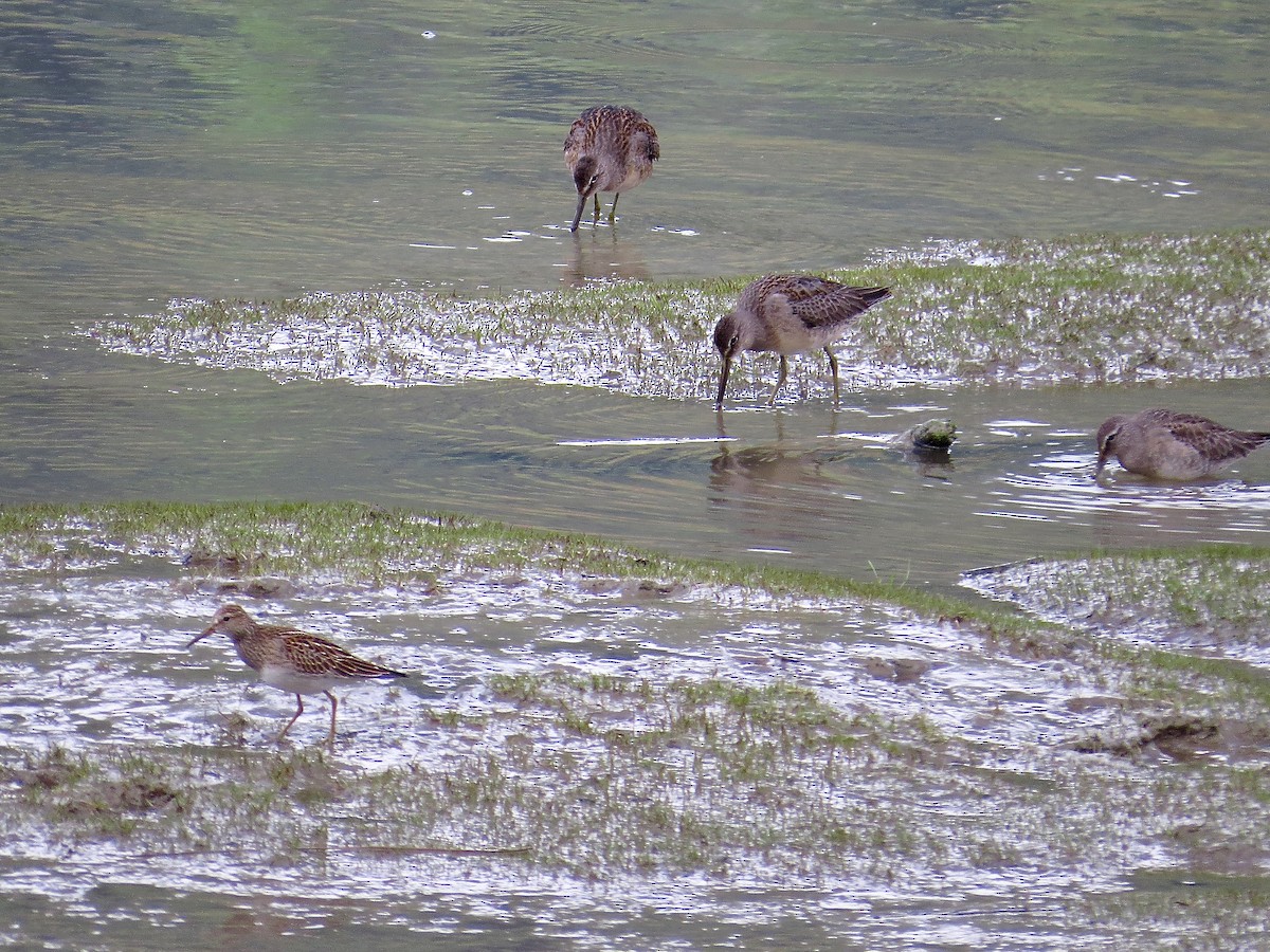Long-billed Dowitcher - ML177456861