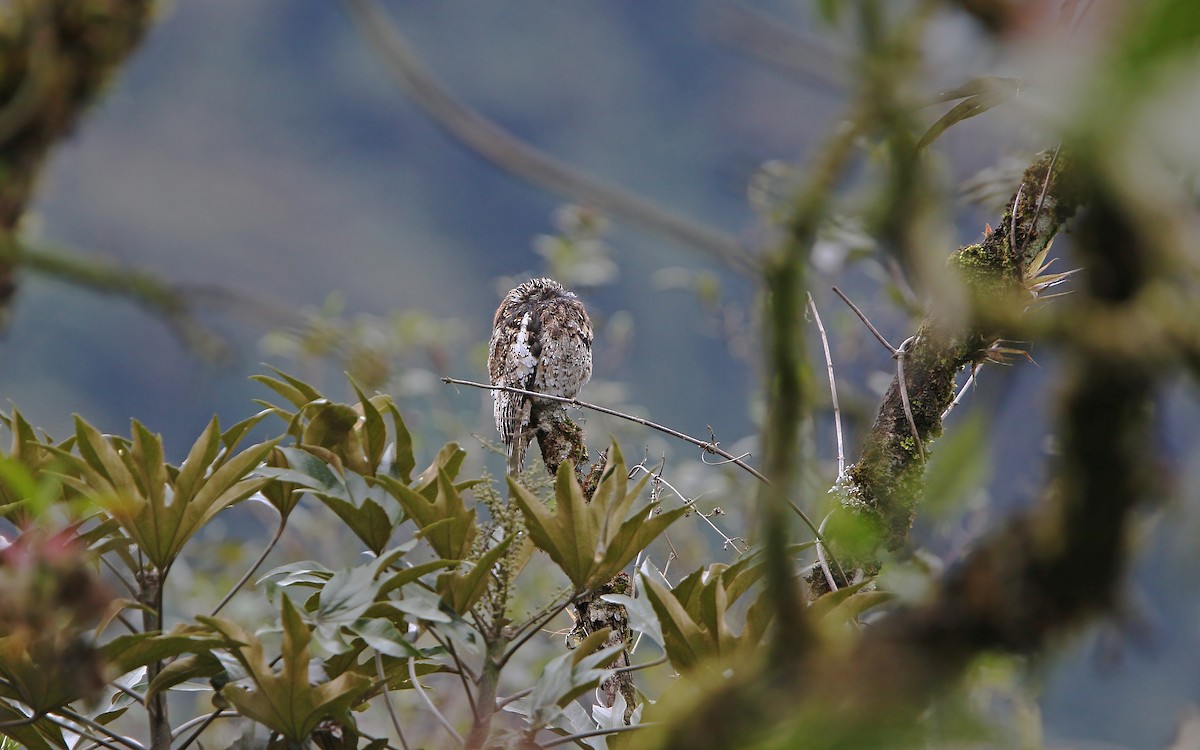 Andean Potoo - ML177461621