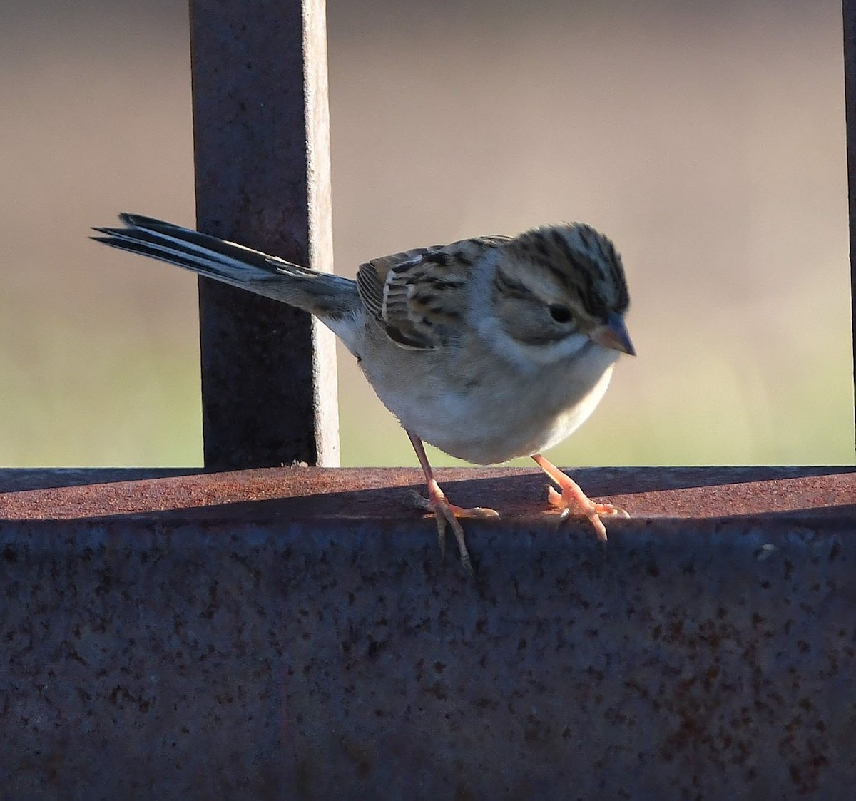 Clay-colored Sparrow - ML177468871
