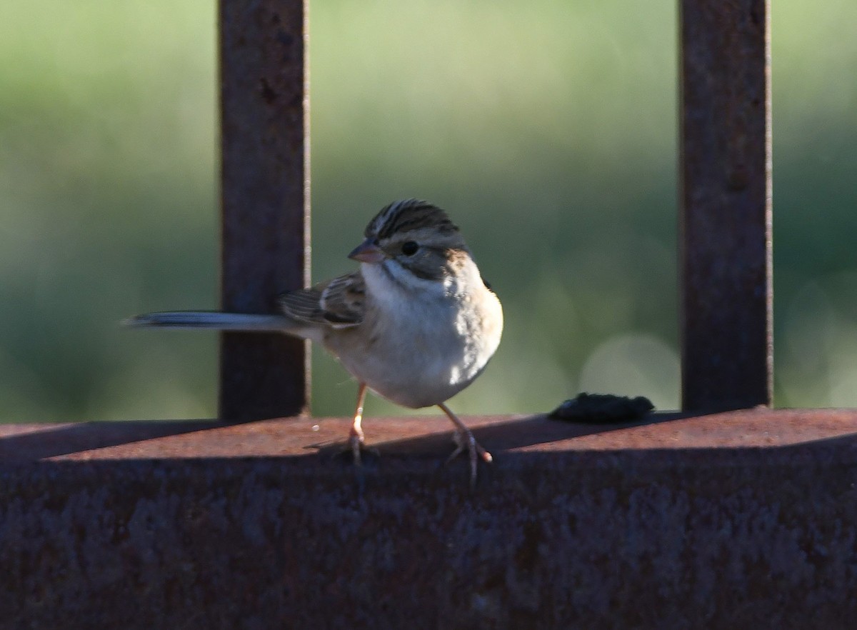 Clay-colored Sparrow - ML177468901