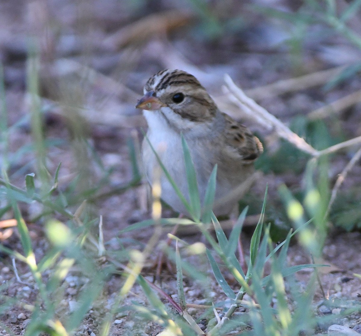 Clay-colored Sparrow - ML177468991